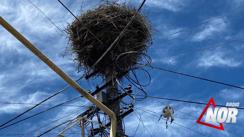 Птенец аиста выпал из гнезда и погиб на проводах электропередачи