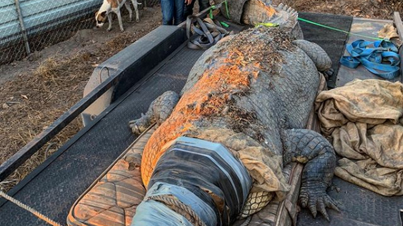 Гигантского крокодила, охотящегося на коров поймали в Австралии