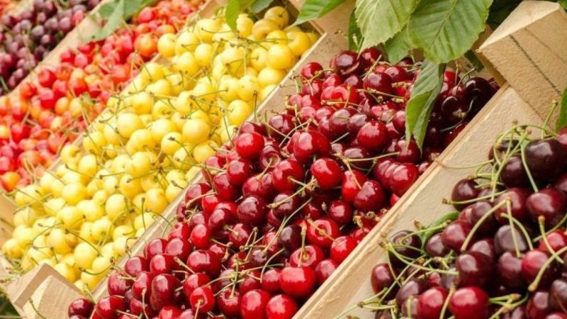 Черешня – все, что нужно знать о полезных и вредных свойствах ягоды