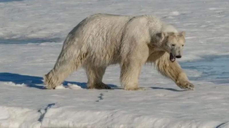 Нападение белых медведей в Канаде — один человек погиб