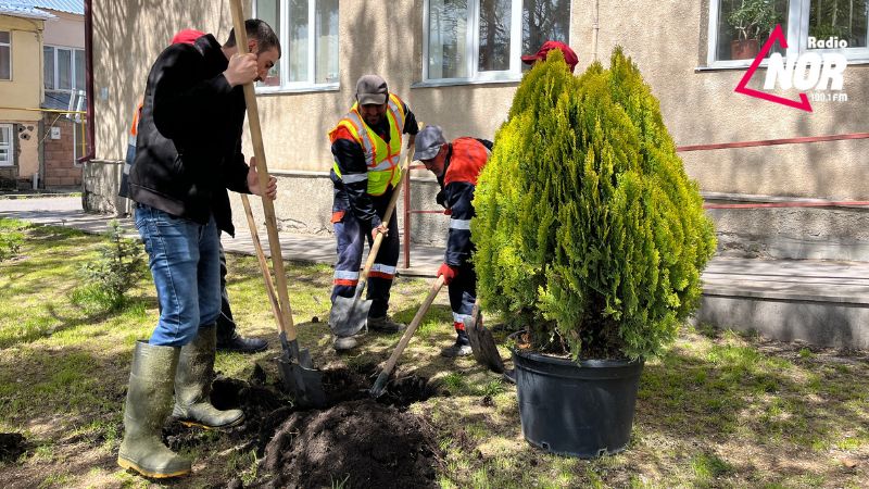 В Ниноцминде ведутся работы по озеленению города