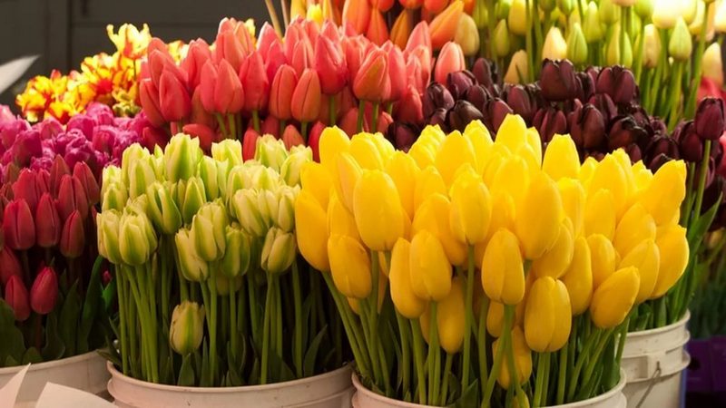 Армения стала главным поставщиком цветов в Грузию