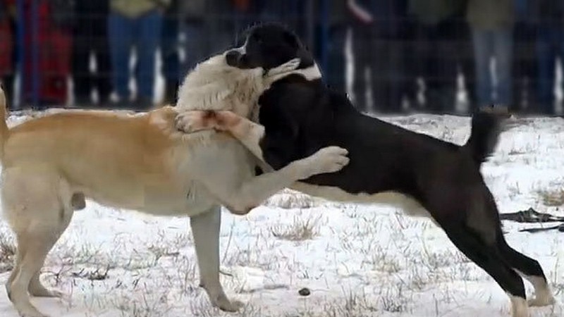 Собачьи бои в Грузии запрещены и караются законом