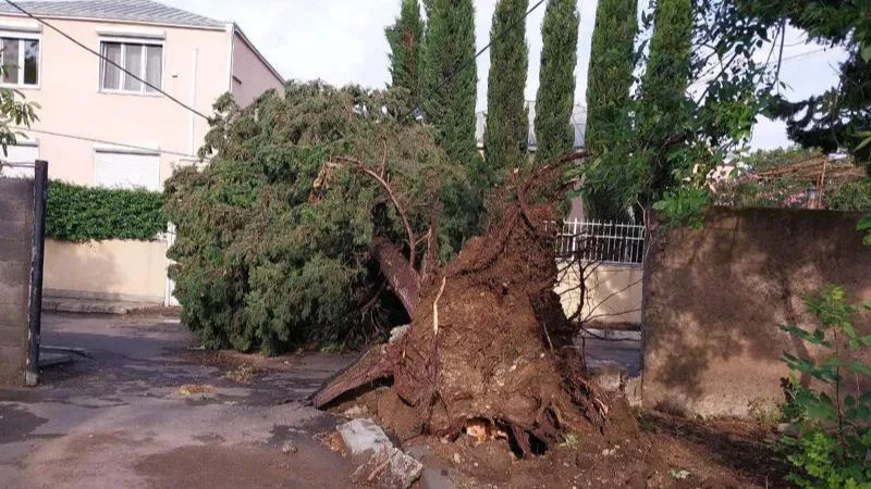 В результате сильного ветра в Тбилиси упали деревья