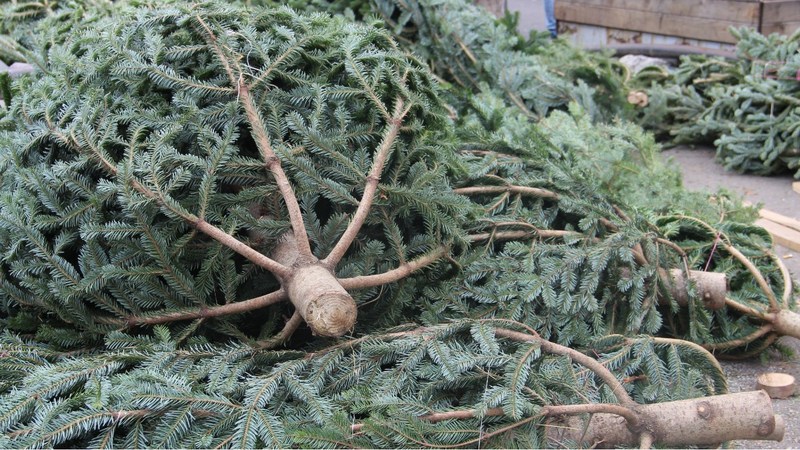 В Грузии перед Новым годом напомнили о запрете незаконной вырубки елок