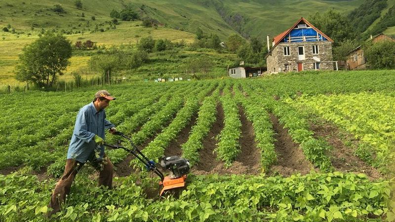 Государство предлагает грузинским фермерам кооператив с 80% софинансированием