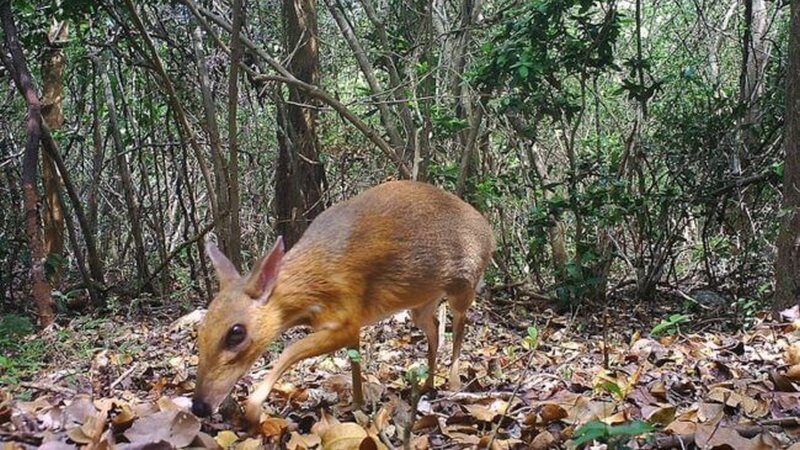 Самые редкие и считавшиеся вымершими существа, попавшие в объективы камер – фото