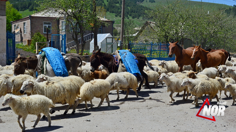 Начался сезон перегона овец на летние пастбища Самцхе-Джавахети