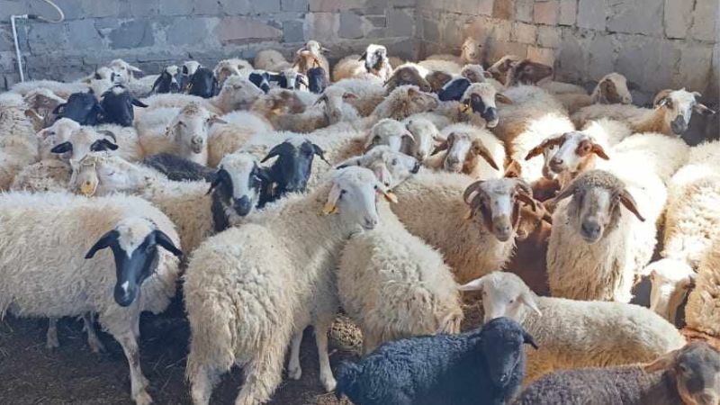 Продаются овцы с ягнятами в большом количестве как и по штучно 592 44 48 79