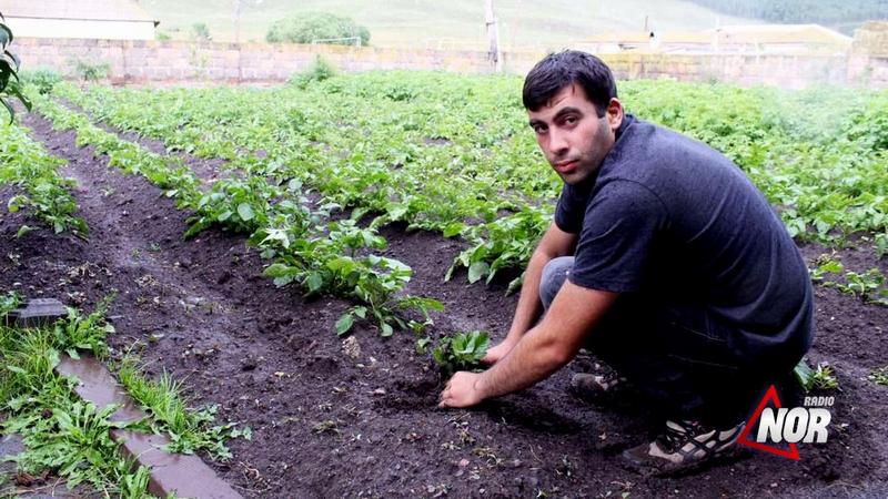 Житель села Б.Гондура выращивает саженцы для картошки