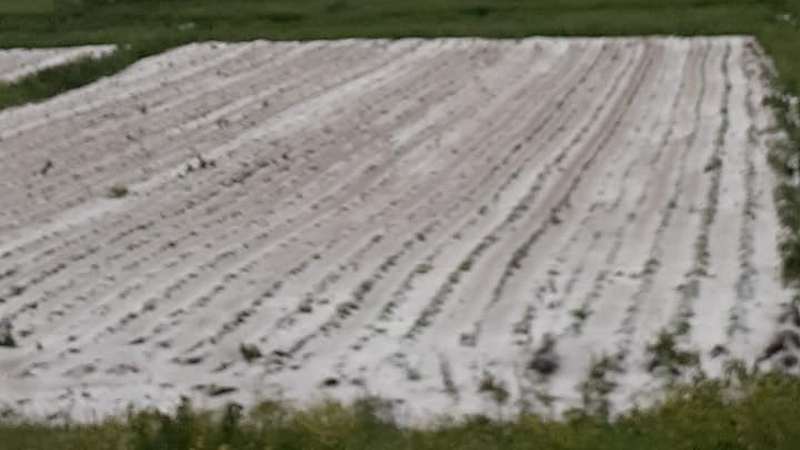 Град повредил урожай в некоторых селах  Ниноцминдского муниципалитета