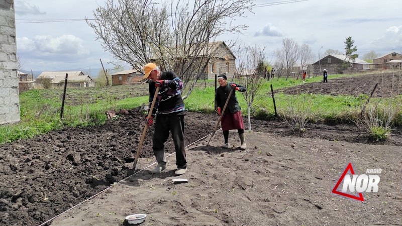 В муниципалитете Ниноцминда началась посадка картофеля