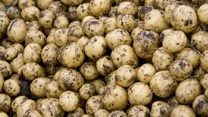 Низкая цена на картофель нового урожая в Грузии