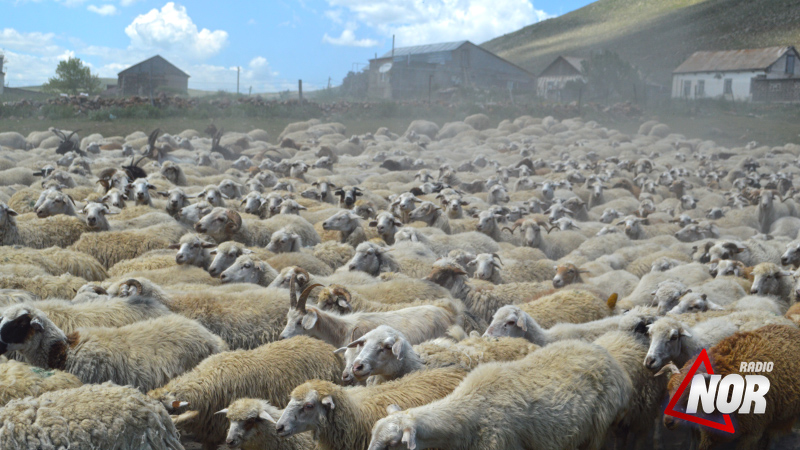 В Ниноцминде проводится бесплатная вакцинация мелкого рогатого скота