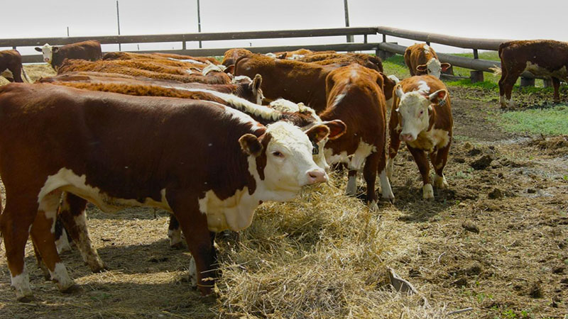 Поголовье крупного рогатого скота снизилось в Грузии за 2022 год