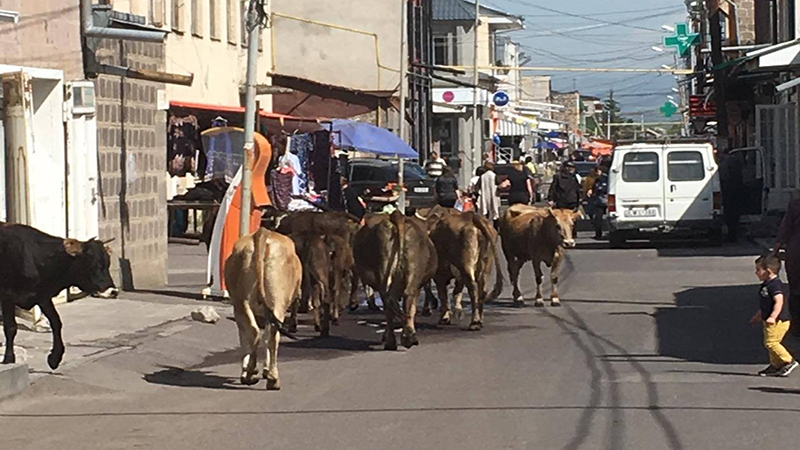 Коровы в центре города Ахалкалаки