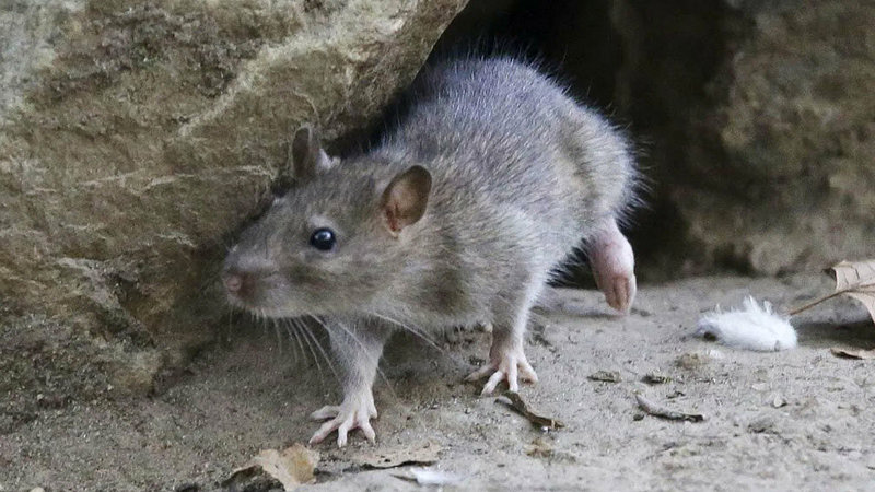 В Ниноцминдском муниципалитете увеличилось количество мышей. Причины и последствия