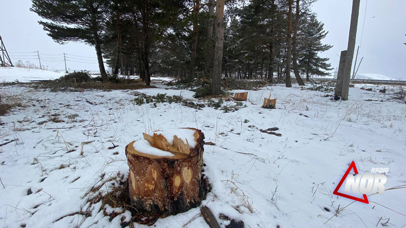 Борьба с вырубкой деревьев в Грузии