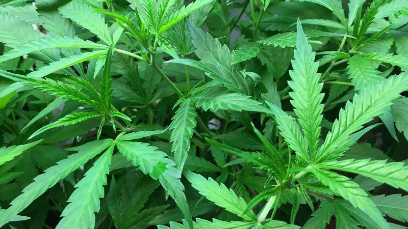 Скольких наказали в Грузии за марихуану?
