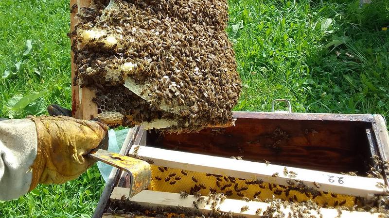 Стартовала программа развития пчеловодческих кооперативов