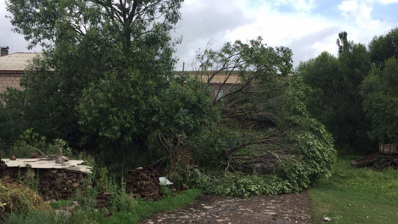 Сильный ветер сломал дерево в селе Модегам Ахалкалакского муниципалитета