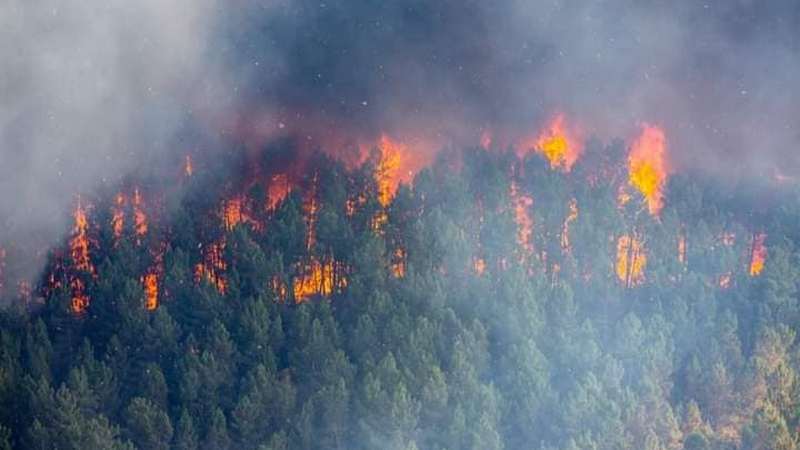 В Грузии продолжается борьба с лесными пожарами