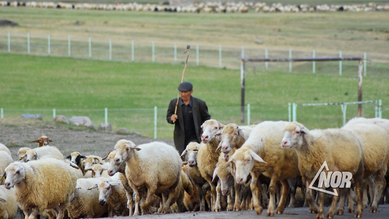 Овцеводство становится невыгодным