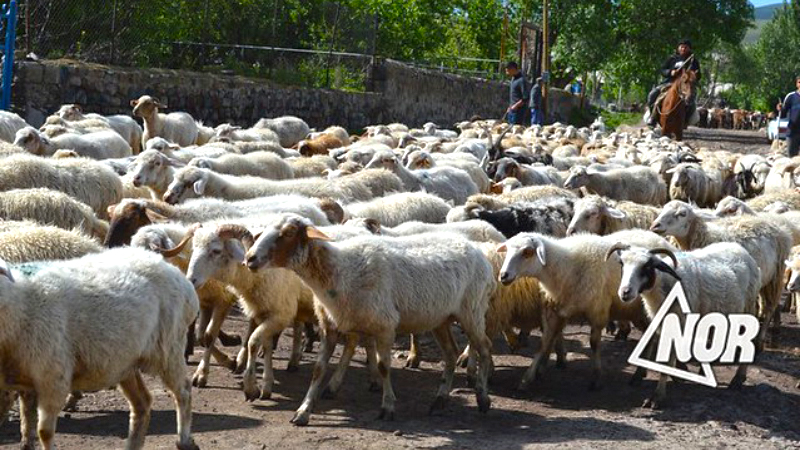 Жители сел Эштия и Тамбовка требуют, чтобы перегон овец из Кахетии не был осуществлен через их села