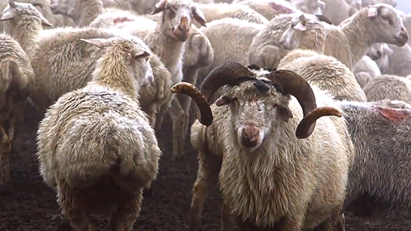 Мобильный репортер: Овцеводство как не прибыльное дело