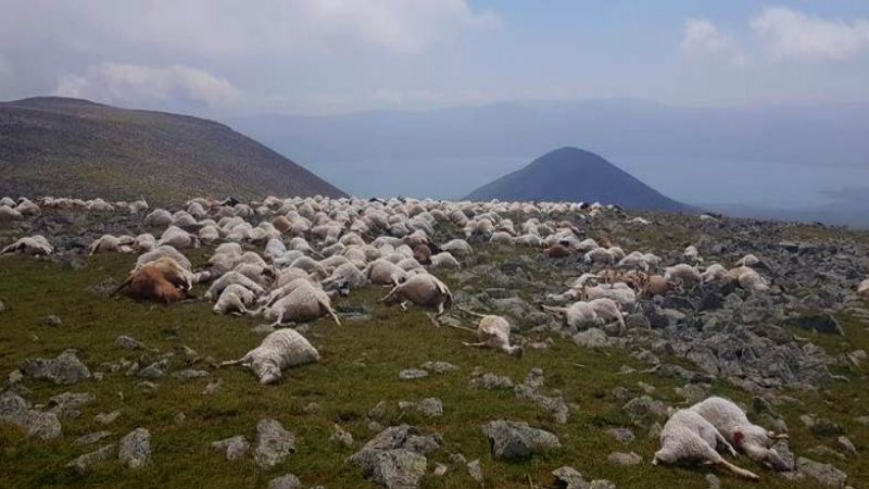На горе Абул из-за грозы пало 530 голов овец