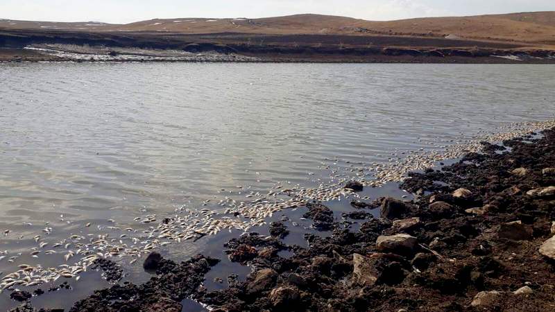 Массовая гибель рыбы в водоёме в Ахалкалаки