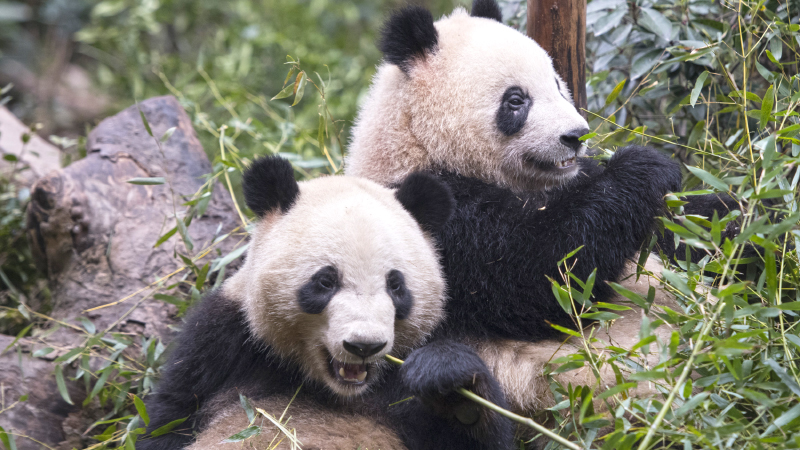 В зоопарке Берлина родились панды/Видео