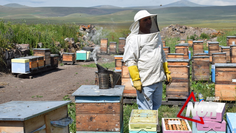 Улья в альпийской зоне и пчеловодство в условиях пандемии\фото