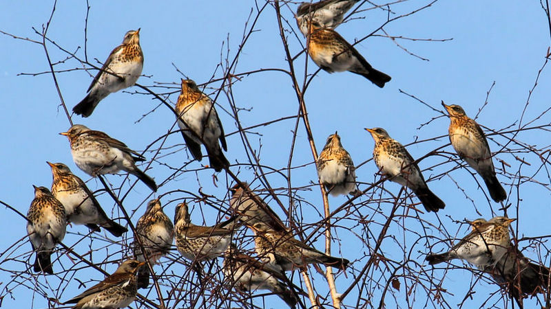 В Миннесоте пьяные птицы разучились нормально летать. Полиция просит дать им протрезветь