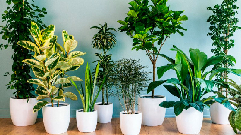 10 причин, почему комнатные растения и травы из магазина не выживают у вас дома, и как это изменить