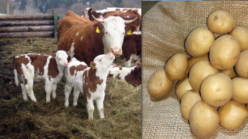 Продается корова, телята и семенной картофель +995 514 88 88 49