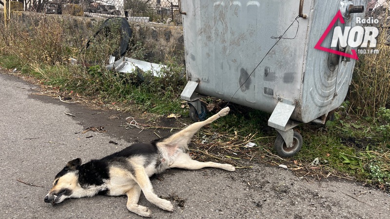 Мертвую собаку привязали к мусорному баку