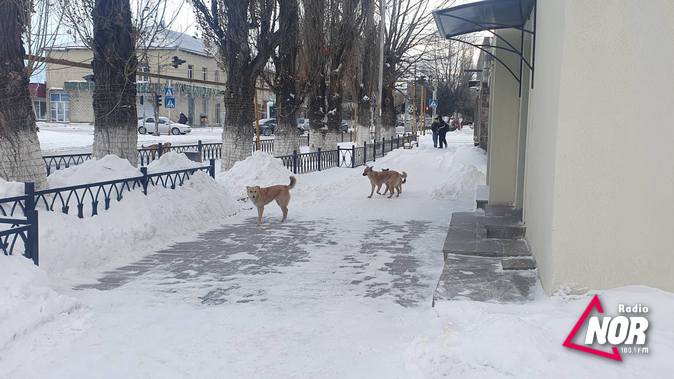 Проблема бродячих собак в Ниноцминде которая поднимается уже много лет, но до сих пор не решена
