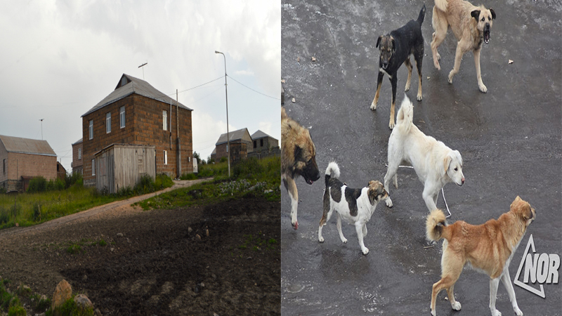 Бродячие собаки причиняют вред жителям окраины города Ниноцминда Ходжабек