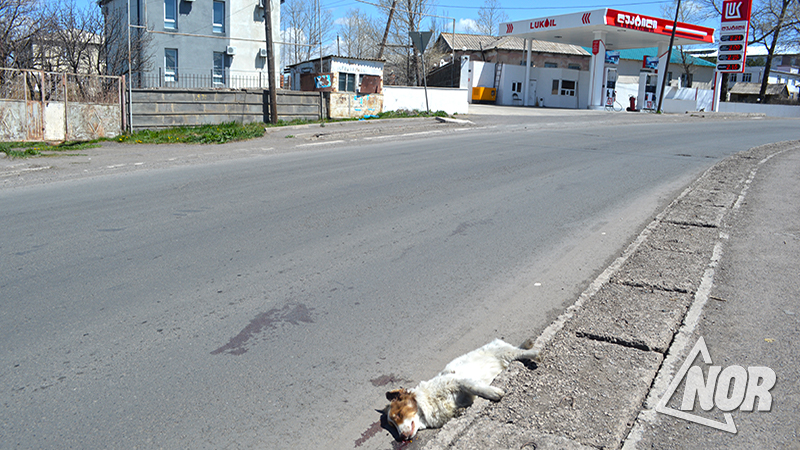 В центре города Ниноцминда лежит труп собаки