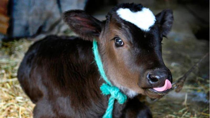 Проводим искусственное осеменение коров,595 85 83 56