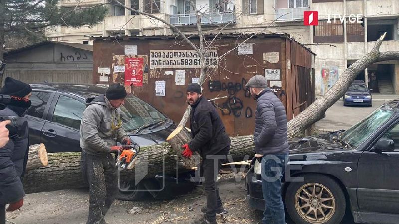 В Тбилиси сильный ветер повалил деревья и повредил автомобили