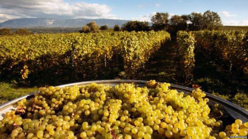 В Кахети переработано более 50 тысяч тонн винограда