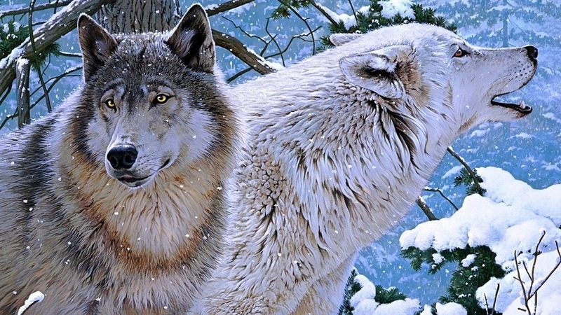 Волки терроризируют сёла Ждановакан и Самеба/Фото
