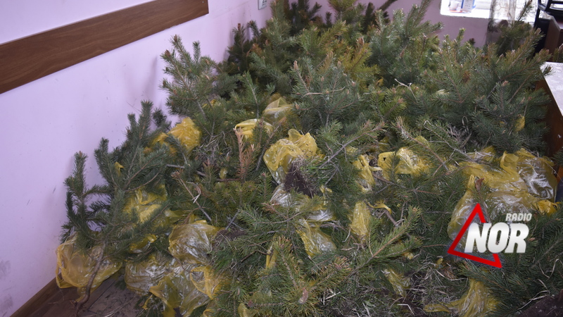 В селах Ниноцминдского муниципалитета посадят саженцы сосен