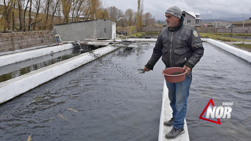 Ձկների բազմացում բայց եկամտի կրճատում