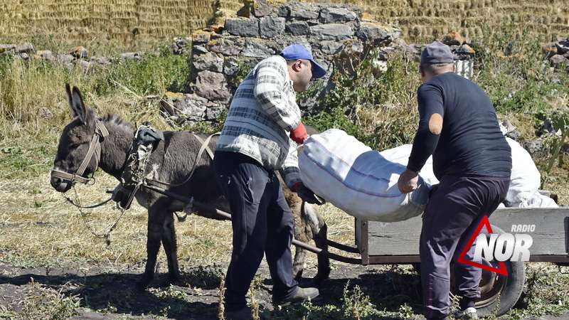 Сбор картофеля: тяжелый труд и низкие цены на урожай\фото