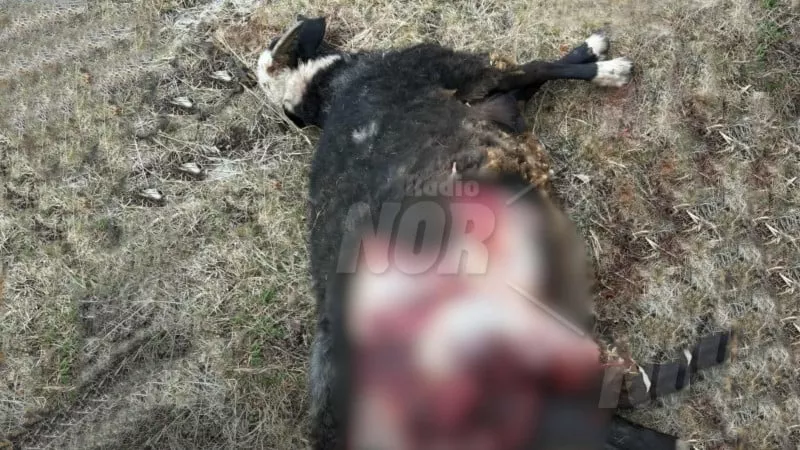 Волки напали на отару овец в Ждановакане