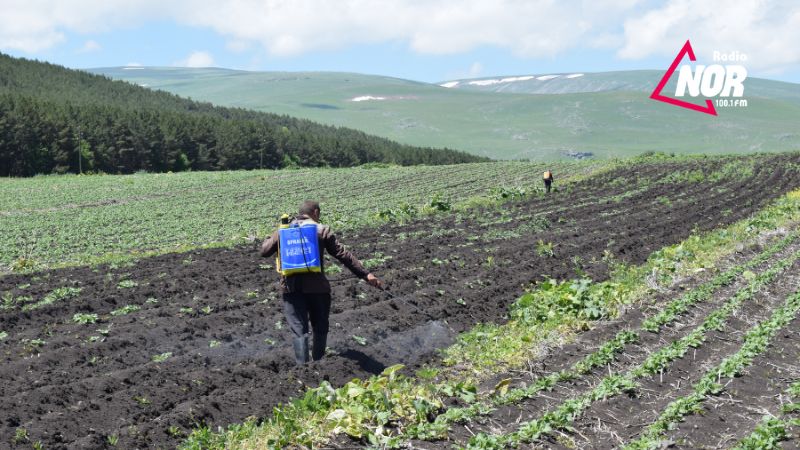 Կարտոֆիլի աճեցումն ու մարտահրավերները Նինոծմինդայի մունիցիպալիտետի ֆերմերների համար / Տեսանյութ