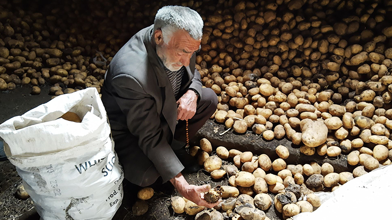 Насколько мэрия Ниноцминды помогает фермерам продать картофель?